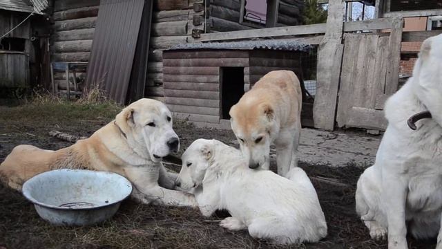 Дарьял-Юг ГАЛАКТИКА (рыжая) смотреть онлайн