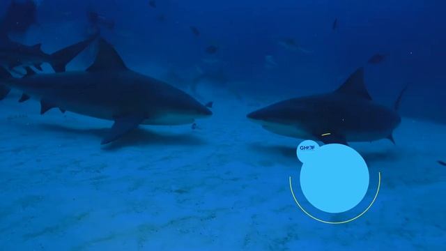 Bull Shark - Expedition Notebook смотреть онлайн