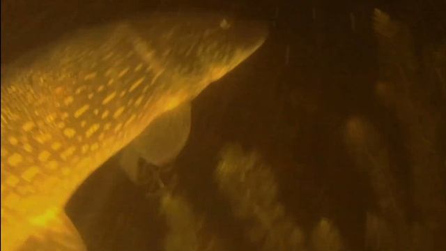 Щука - Дельфин 2024 07 #щуки #сомы смотреть онлайн