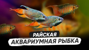 Райская рыбка в аквариуме