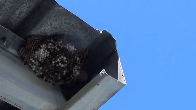 High noon at the wasp colony смотреть онлайн