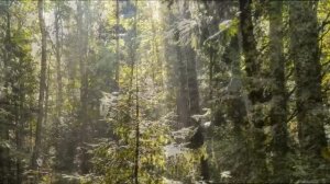 Лесная симфония. СВЕТ В ЛЕСУ. Музыка: Эрнесто Кортазар - Solitude