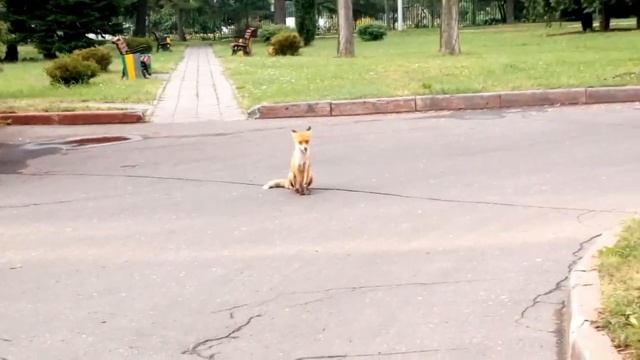 Лисичка в больничке смотреть онлайн