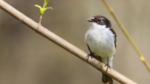 Мухоловка -пеструшка