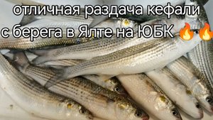 Раздача кефали!! С берега в Крыму на Чёрном море! Отлично отловил и открыл сезон весенней рыбалки!!
