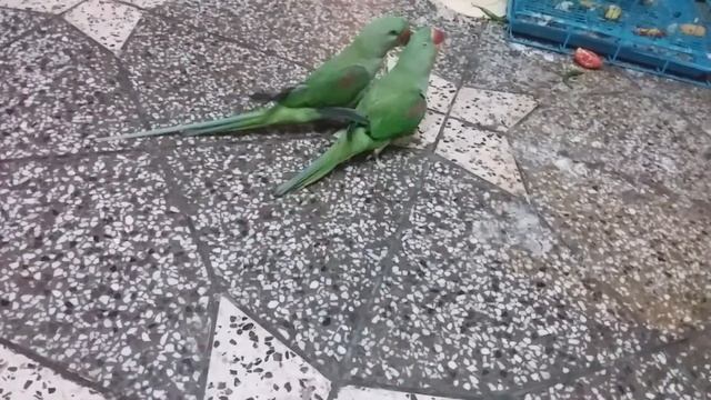 Alexander parrot dancing Pahadi parrot dancing star fun time break dance смотреть онлайн