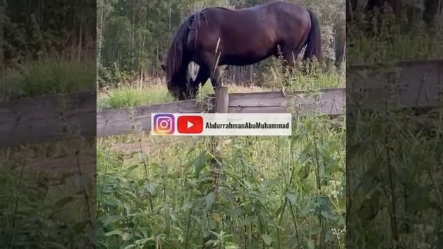 Какой из трех видов коней ты выбрал?имам в Одессе  #shorts #islam смотреть онлайн