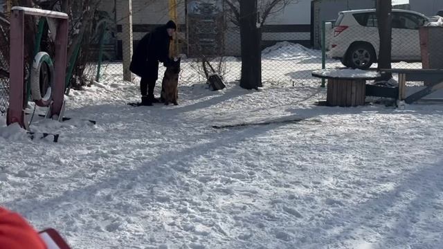 6.  выражено/перв МИСТЕРИЯ ПРАДА С САЯНСКИХ ГОР (Кондор Донбасс-Мастер – Манго с Саянских Гор)