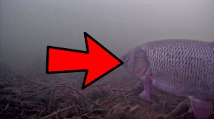 Эта рыбина хочет скушать балансир. Астрахань рыбалка на базе Косика.