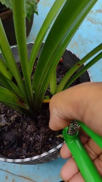 The Romans had used lilies  #tips #garden #gardeningvideos #cowdung #plant #gardeningblog #plants смотреть онлайн