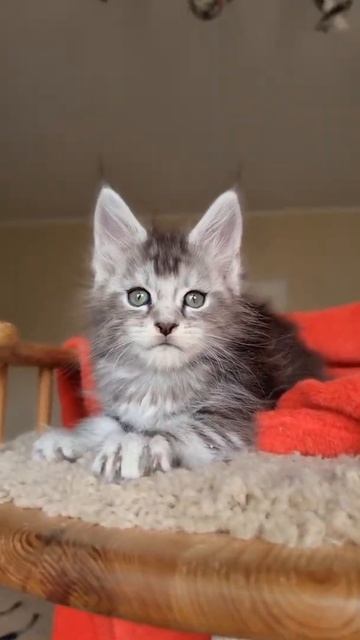 котёнок мейн кун из питомника Страна Гулливеров,  gulliver-coon.ru смотреть онлайн