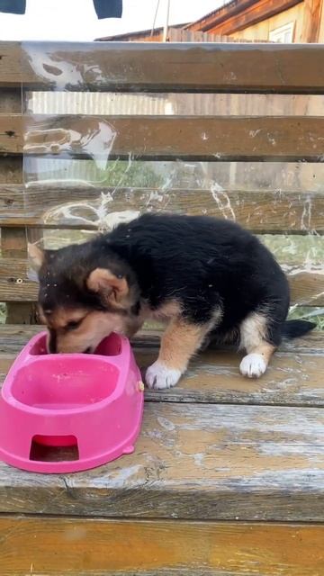 Нашли маленького щенка смотреть онлайн