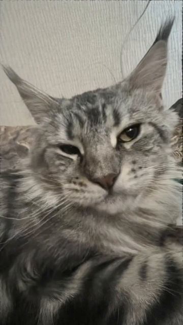 Till endMainecoon #cat #cute #singingcat #shorts смотреть онлайн