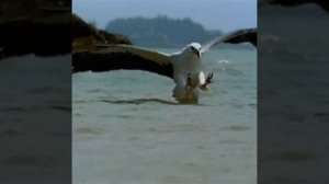 Кавгали  фархори. Записи кухнаш