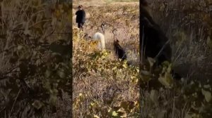 МОМЕНТЫ С САМОЕДОМ МИЛКА