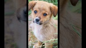 Звуки маленьких щенков