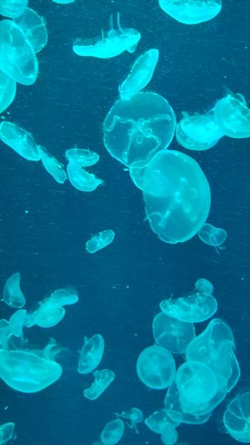 Медуза смотреть онлайн