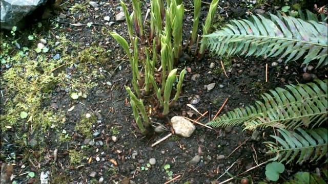 Hosta Time Lapse смотреть онлайн