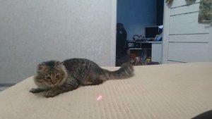 Попросил по играть с ним лазером