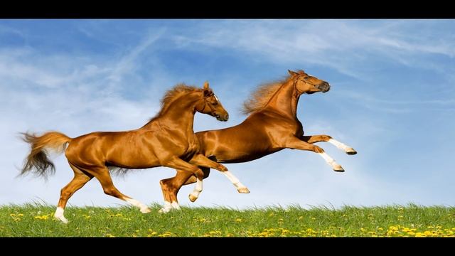 Лошади смотреть онлайн