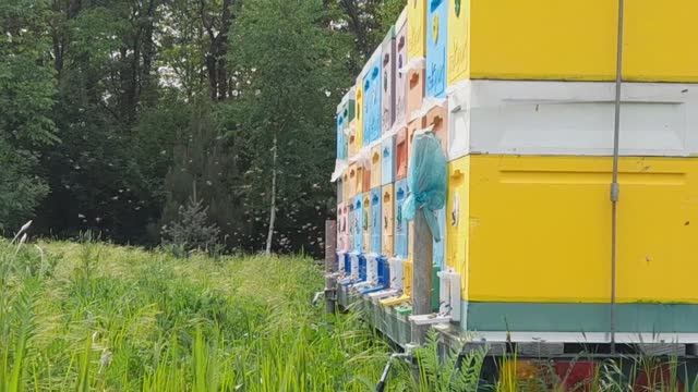 АКАЦИЯ 2024  #мёд #пасека #пчеловодство