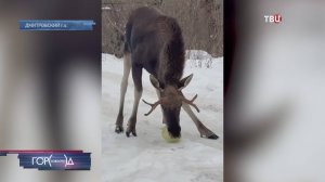 Дикого лося Леху перевезли из Дмитрова в заповедник / Город новостей на ТВЦ