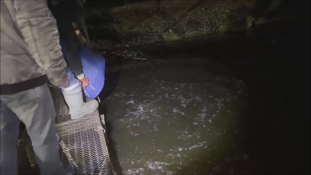 Зарыбление карпом верхнего водоёма 4000 кг. Клёвое место, Лосиный остров. смотреть онлайн