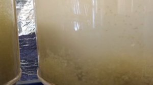 Инкубация карповой икры в аппаратах вейса