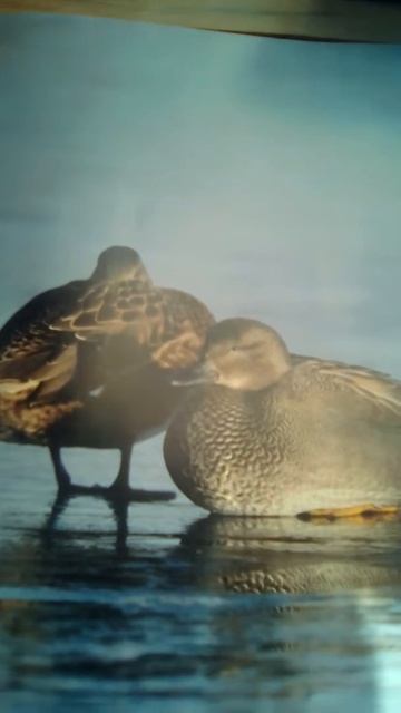 Серая утка смотреть онлайн