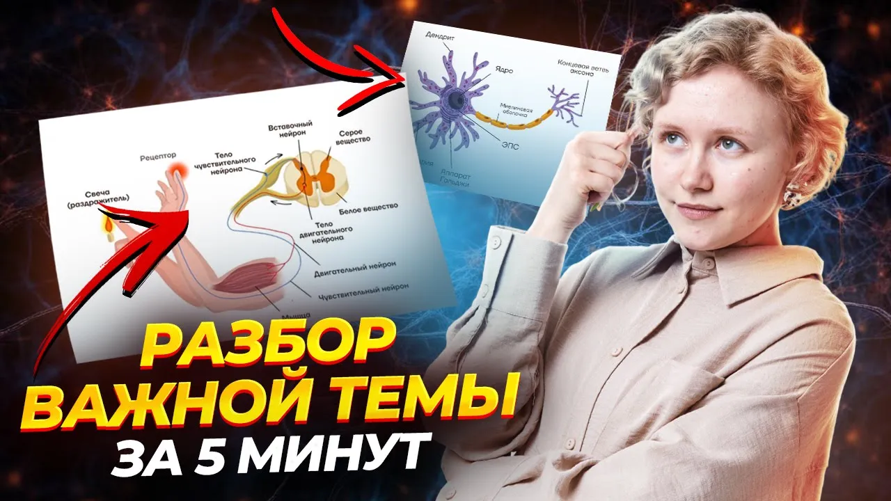 Разбор рефлекторной дуги за 10 минут | Биология ОГЭ Умскул