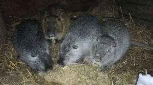 Опилки - в дело. Снег для НУТРИЙ вместо воды. 27.02.25