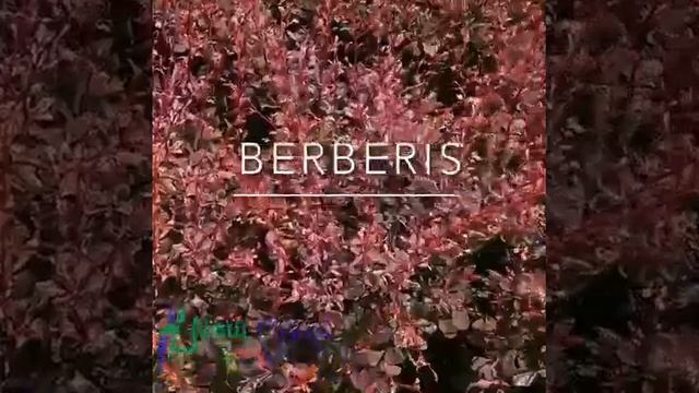 Berberis thunbergii 'Maria', 'Flamingo' & 'Golden Horizon' смотреть онлайн