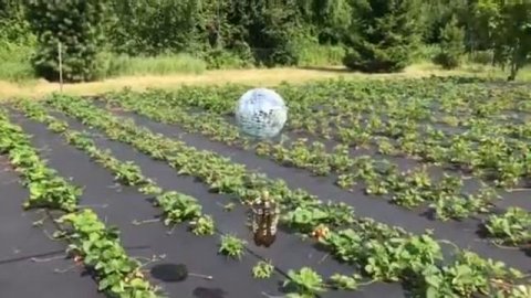 Дроздов НЕТ!!! Как бороться с дроздами!!!