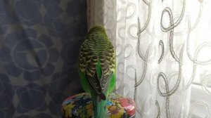Волнистый попугай Разговаривает четко и понятно