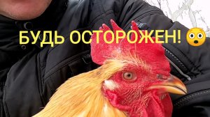 Опасные шпоры у моего петуха. Что мы делаем когда плохая погода?