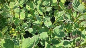 Дёрен белый Элегантиссима