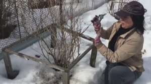 Будет большой урожай смородины, если весной сделать правильную обрезку. Как обрезать кустарники?