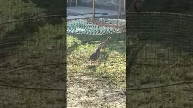 Фуруши чуча гибрид илтимос подписатьсара фаромушт накнен 