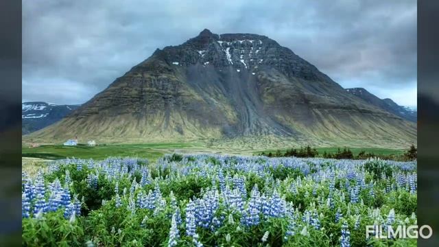 Видео Али такто fle