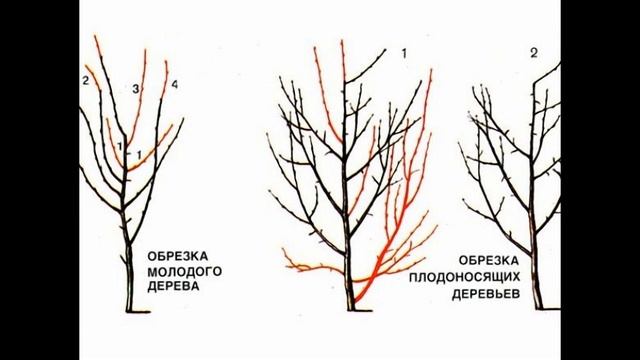 Слива ренклод альтана-ароматна солодкість літа
