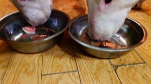 Говяжий язык с приправой 🐮 Дэнни и Снап Бультерьеры