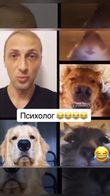 Зоопсихолог стримит