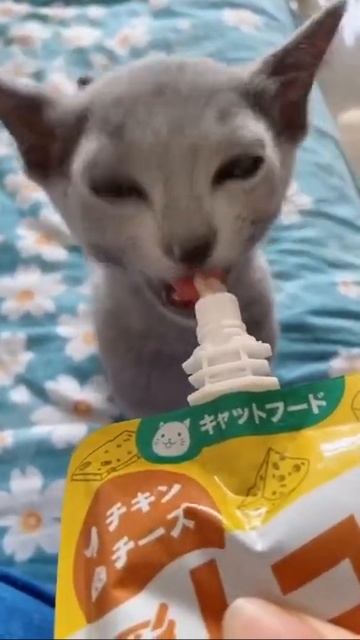 قطة تأكل смотреть онлайн