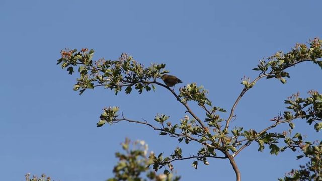 Пеночка-теньковка / Common chiffchaff / Phylloscopus collybita смотреть онлайн