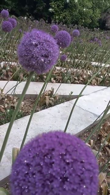 китайский лук смотреть онлайн