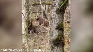Медведи пытались напасть на туриста в Сочи