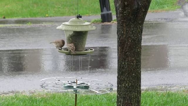 Finches love sunflower seeds in the rain смотреть онлайн