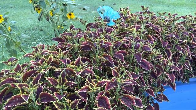 Weekly Garden Tour 18 July 2022 смотреть онлайн