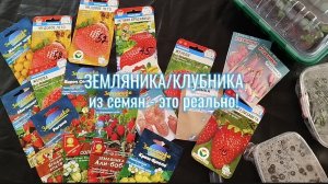Клубника, земляника, Виктория садовая из семян