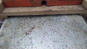 Коллапс пчелиных семей , сентябрь 2019